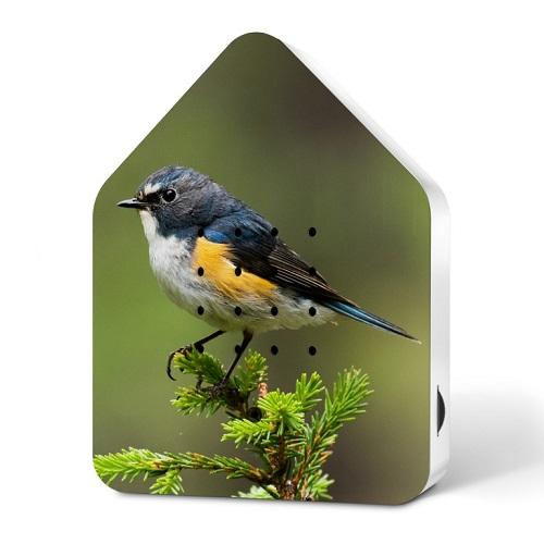 images/productimages/small/zwitscherbox-limited-edition-2024-red-flanked-bluetail.jpg